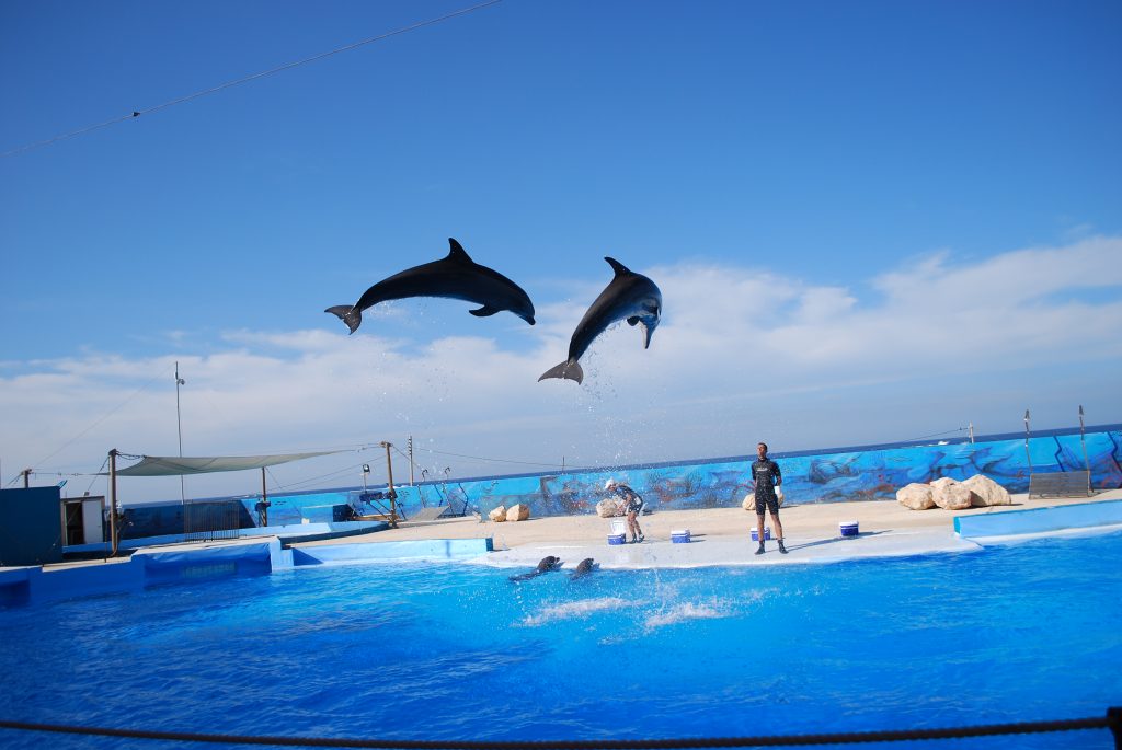 Delfiny w Mediterraneo Marine Park